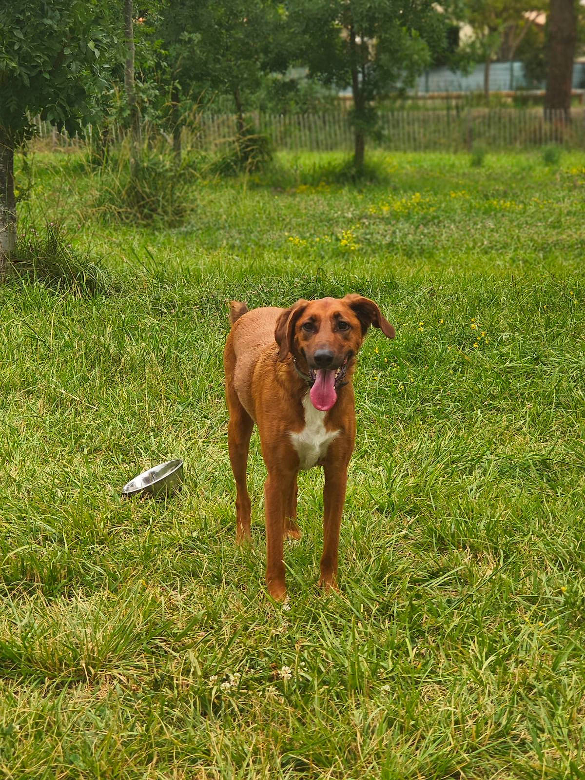 Sherlock a rejoint le concours — aidez-le/la à gagner de superbes lots ! animal, canine, dog, field, grass, grassland, green, grove, hound, land, nature, outdoors, park, pet, plant, puppy, summer, tree, vegetation, woodland