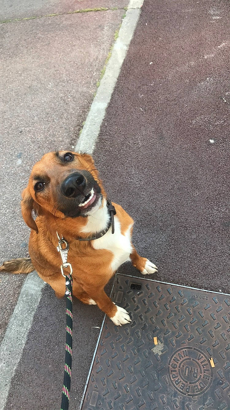 Sherlock a rejoint le concours — aidez-le/la à gagner de superbes lots ! accessories, animal, beagle, boxer, bulldog, canine, city, clothing, dog, footwear, hound, leash, path, pet, puppy, road, shoe, sidewalk, strap, tarmac