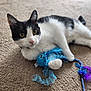 Oreo is registered to the contest to win money with this photo: cat, black_and_white_cat, carpet, toy, blue_toy, jellyfish_toy, pet, indoor, animal, feline, whiskers, paw, playful, cute, relaxed, lying_down, curious, domestic_cat, fur, eye