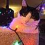 Oreo is registered to the contest to win money with this photo: cat, black_and_white_cat, christmas_lights, colorful_lights, cat_tree, cozy, indoor, pet, feline, holiday, decorations, festive, curious, close_up, whiskers, soft_texture, warm_lighting, relaxed, cute, animal