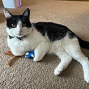 Oreo joined the competition — help win amazing prizes! cat, black_and_white, bow_tie, toy, blue_bird, feathers, carpet, indoor, pet, animal, cute, relaxed, lying_down, whiskers, ears, paws, fur, playful, domestic_cat, close_up