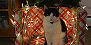 Oreo is registered to the contest to win money with this photo: cat, black_and_white, festive, holiday, string_lights, wrapped_box, plaid_pattern, indoor, carpet, decor, pet, animal, sitting, feline, collar, light_glow, wooden_furniture, christmas_tree, cozy, domestic