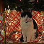 cat, black_and_white, festive, holiday, string_lights, wrapped_box, plaid_pattern, indoor, carpet, decor, pet, animal, sitting, feline, collar, light_glow, wooden_furniture, christmas_tree, cozy, domestic