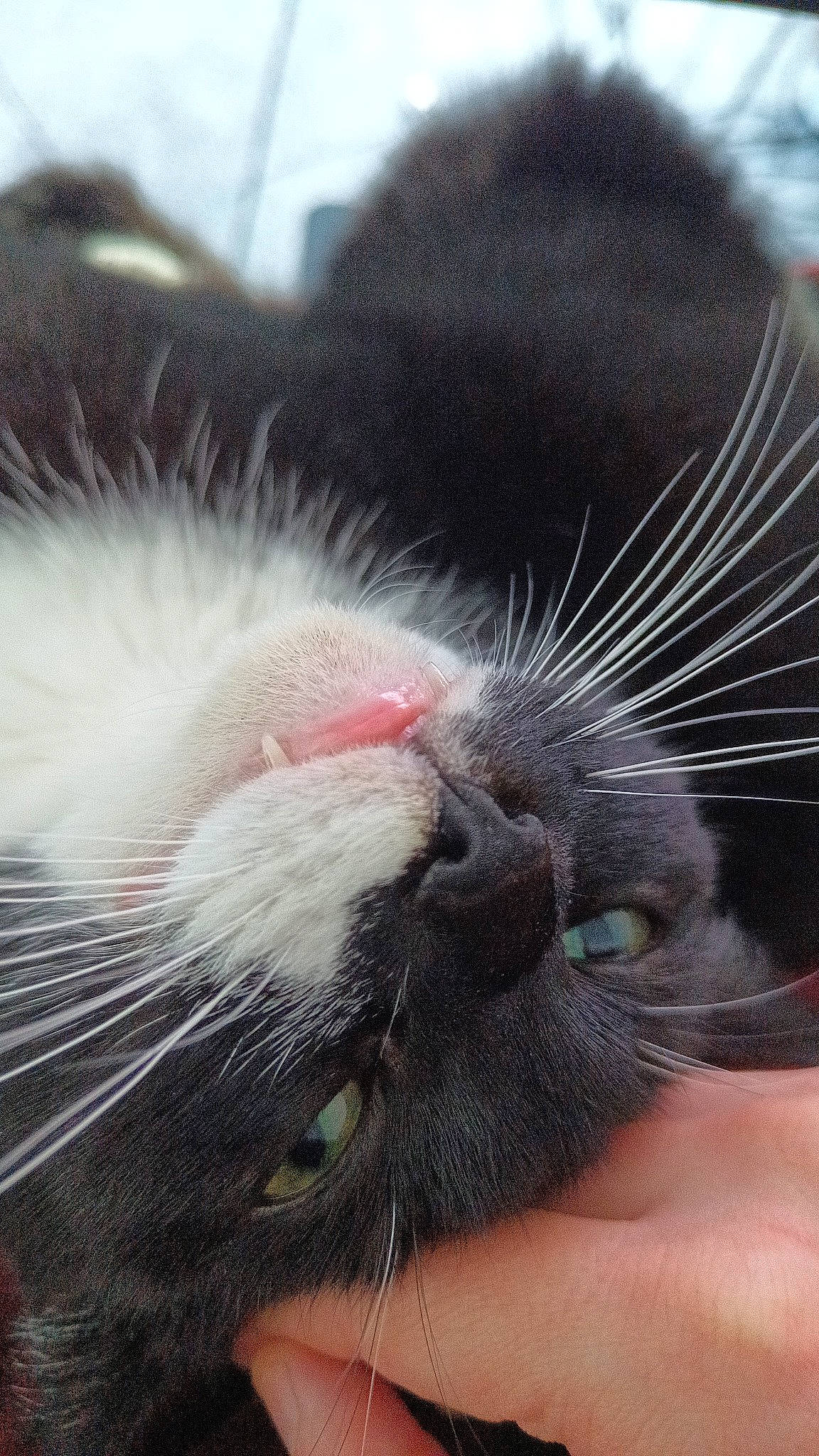 Trinity is registered to the contest to win money with this photo: carnivore, cat, claw, close_up, comfort, domestic_short_haired_cat, ear, felidae, foot, fur, nail, nap, paw, sleep, small_to_medium_sized_cats, snout, tail, terrestrial_animal, whiskers