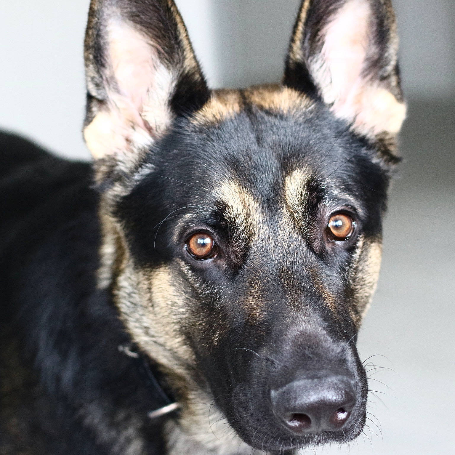 Colonel is registered to the contest to win money with this photo: ancient_dog_breeds, canidae, carnivore, collar, companion_dog, dog, dog_breed, fawn, fur, guard_dog, herding_dog, king_shepherd, snout, sporting_group, terrestrial_animal, vehicle, whiskers, working_animal, working_dog