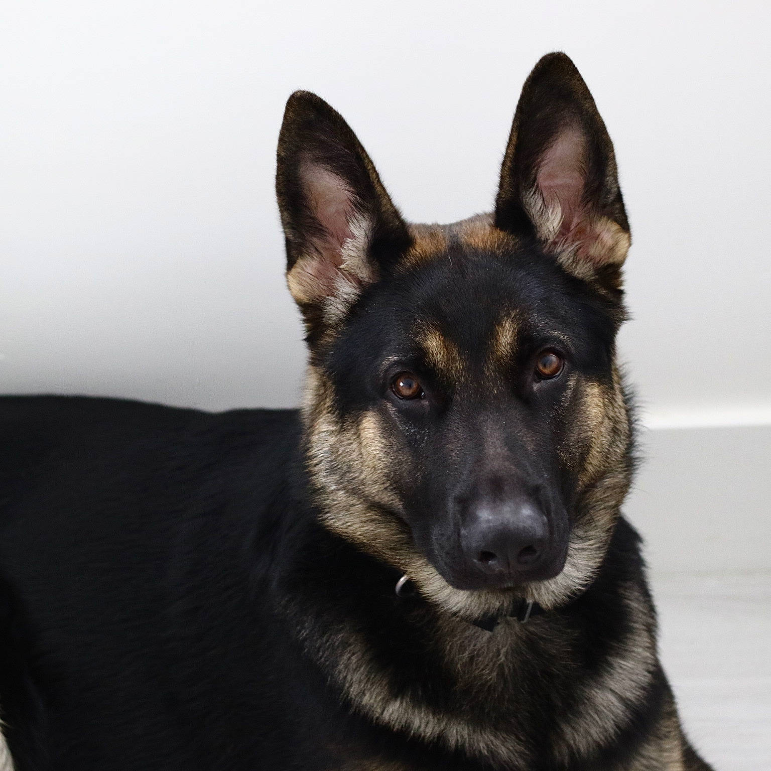 Colonel is registered to the contest to win money with this photo: canidae, carnivore, companion_dog, dog, dog_breed, east_european_shepherd, fawn, fur, german_shepherd_dog, guard_dog, herding_dog, king_shepherd, old_german_shepherd_dog, snout, sporting_group, terrestrial_animal, whiskers, working_animal, working_dog