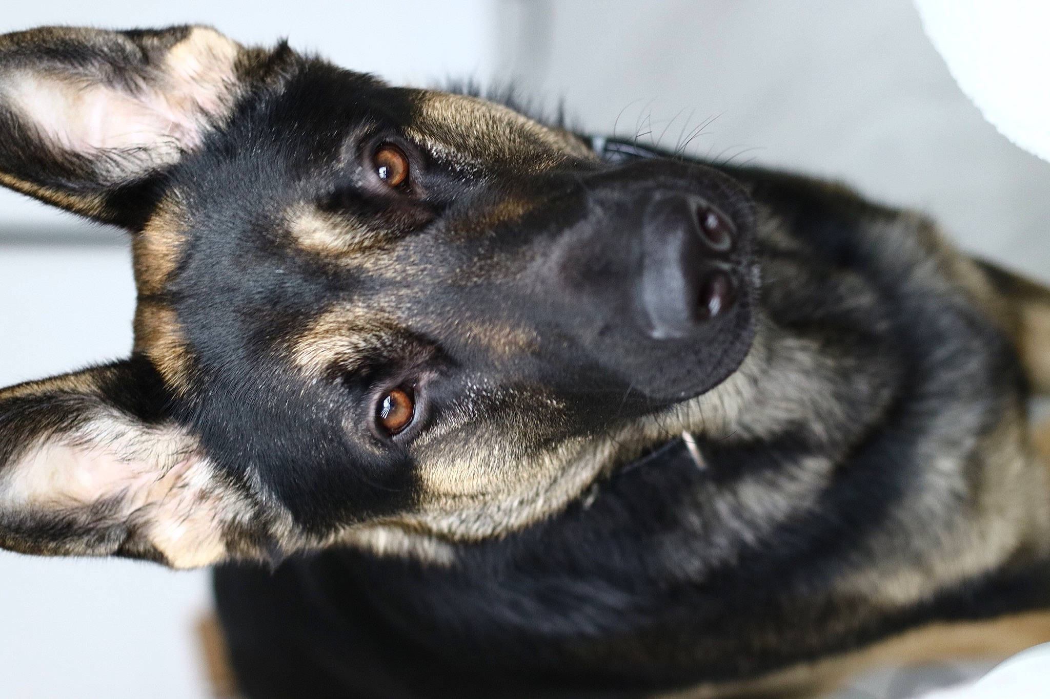 Colonel joined the competition — help win amazing prizes! canidae, carnivore, companion_dog, dog, dog_breed, ear, fur, german_shepherd_dog, guard_dog, herding_dog, old_german_shepherd_dog, paw, snout, sporting_group, street_dog, whiskers, working_animal, working_dog