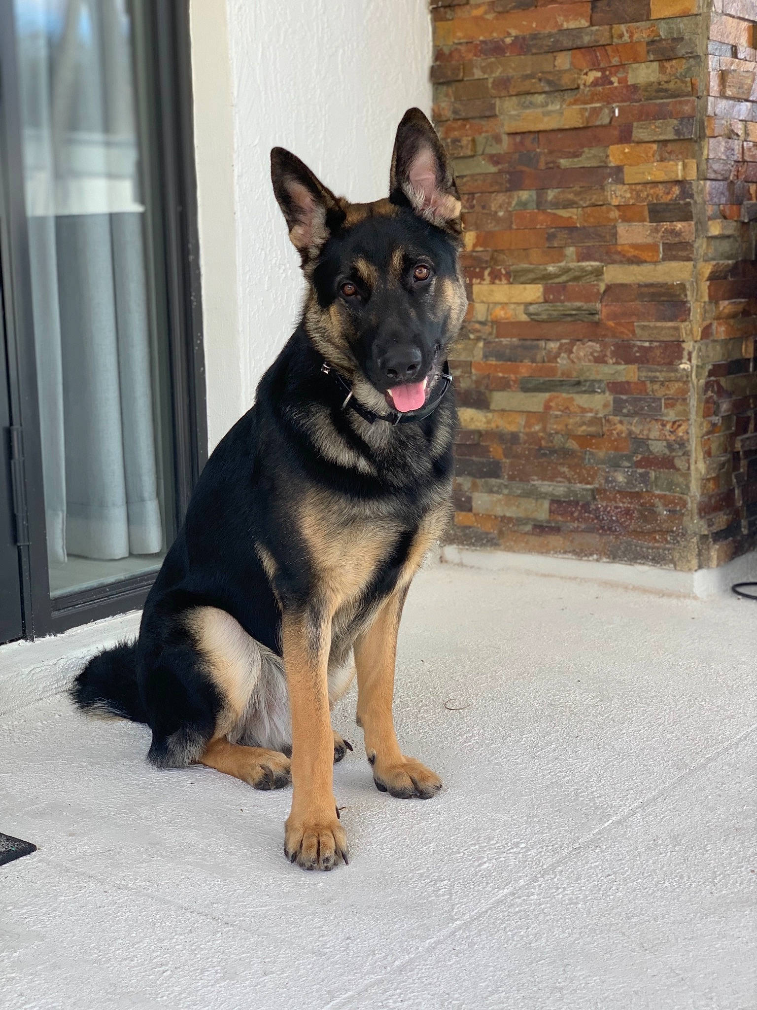 Colonel is registered to the contest to win money with this photo: canidae, carnivore, collar, companion_dog, dog, dog_breed, door, east_european_shepherd, fawn, german_shepherd_dog, guard_dog, herding_dog, king_shepherd, law_enforcement, old_german_shepherd_dog, organization, snout, sporting_group, window, working_dog