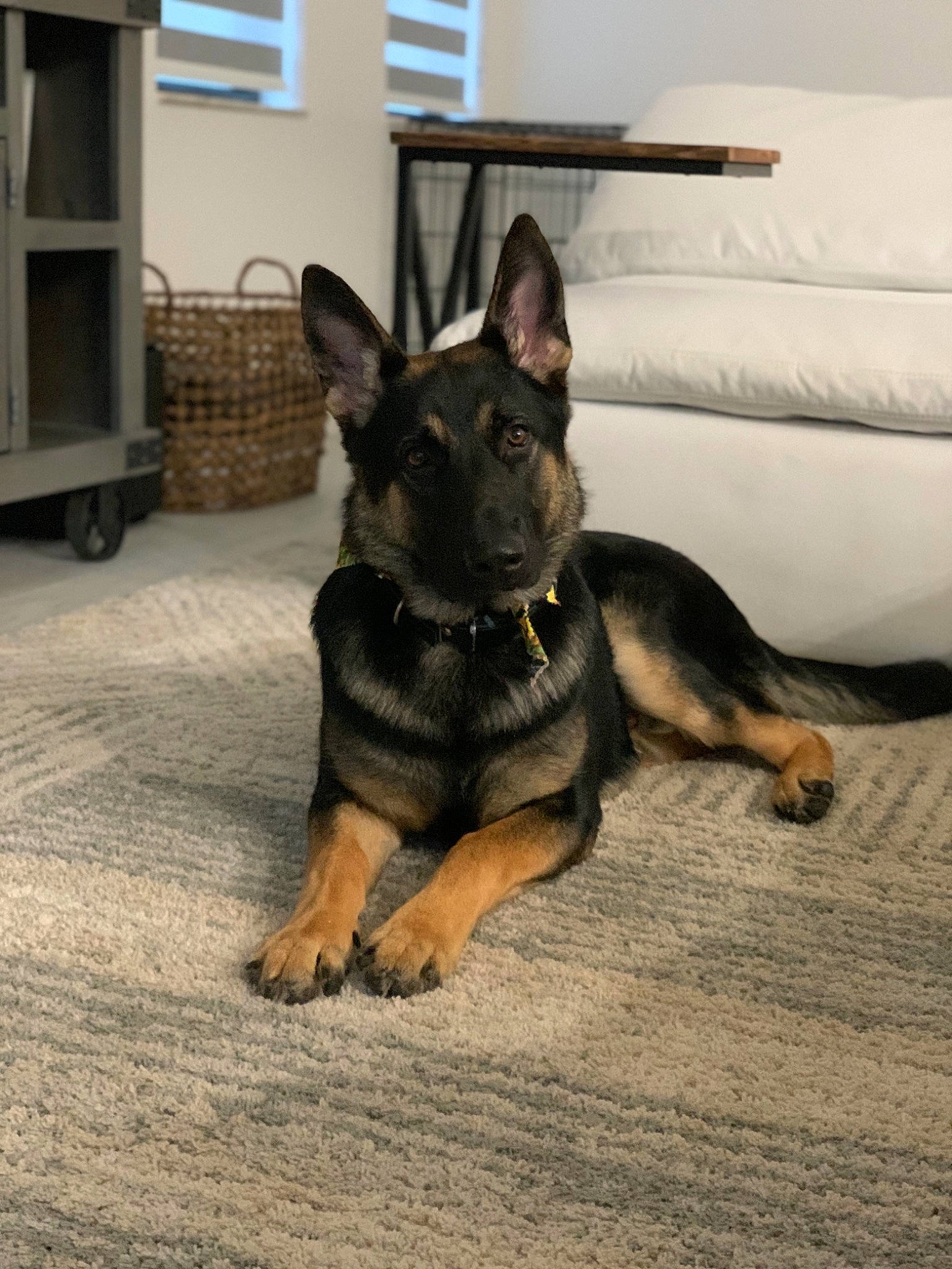 Colonel joined the competition — help win amazing prizes! canidae, carnivore, companion_dog, dog, dog_breed, east_european_shepherd, fawn, flooring, german_shepherd_dog, herding_dog, king_shepherd, old_german_shepherd_dog, paw, picture_frame, sporting_group, tire, wheel, window, working_animal, working_dog