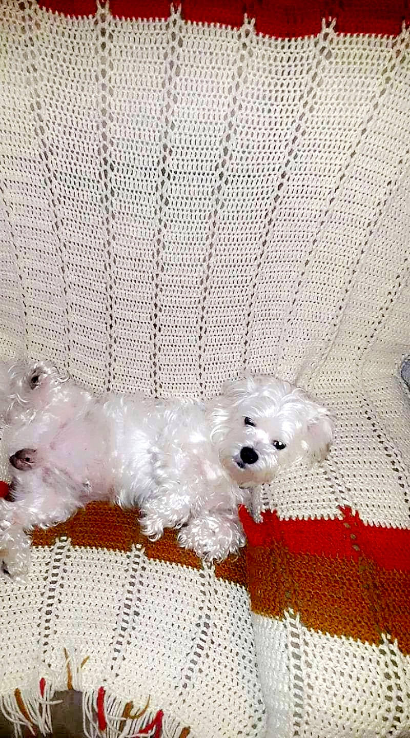 Casper is registered to the contest to win money with this photo: canidae, carnivore, companion_dog, dog, dog_breed, dog_supply, flooring, fur, linens, maltepoo, non_sporting_group, pattern, small_terrier, snout, sporting_group, stuffed_toy, terrier, toy, toy_dog, working_animal