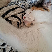 Bijoux a rejoint le concours — aidez-le/la à gagner de superbes lots ! cat, sleeping, close_up, white_fur, calico, whiskers, ear, nose, blanket, stripes, pattern, cozy, bed, pillow, indoor, pet, resting, soft_texture, portrait, peaceful