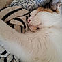cat, sleeping, close_up, white_fur, calico, whiskers, ear, nose, blanket, stripes, pattern, cozy, bed, pillow, indoor, pet, resting, soft_texture, portrait, peaceful
