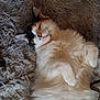 Bijoux participe au concours pour gagner de l'argent avec cette photo : cat, feline, pet, sleeping, relaxed, fluffy, fur, whiskers, blanket, rug, cozy, indoor, cute, lying_on_back, paw, nose, tongue, calico, long_hair, closeup