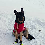 Duke is registered to the contest to win money with this photo: alert, animal, boots, canine, cold, cute, dog, front_view, fur, german_shepherd, leash, nature, outdoor, paw_protection, pet, red_sweater, sitting, snow, snowy_background, winter