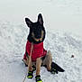 alert, animal, boots, canine, cold, cute, dog, front_view, fur, german_shepherd, leash, nature, outdoor, paw_protection, pet, red_sweater, sitting, snow, snowy_background, winter