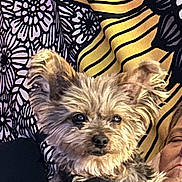 Cooper is registered to the contest to win money with this photo: dog, small_dog, fluffy, pet, animal, portrait, indoor, cushion, pattern, fabric, person, resting, companion, cute, fur, ears, eyes, relaxed, cozy, domestic