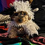Cooper joined the competition — help win amazing prizes! dog, costume, fluffy, indoor, blanket, pet, cute, animal, small_dog, furry, black, white, person, colorful, fabric, sitting, closeup, face, ears, cozy