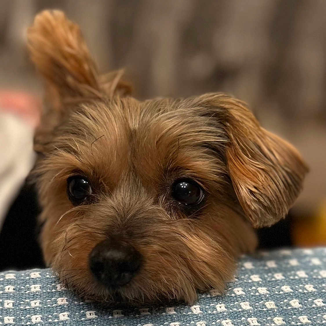Cooper is registered to the contest to win money with this photo: animal, brown, close_up, companion, cute, dog, domestic_animal, ears, expression, face, fur, indoor, looking_up, patterned_surface, pet, portrait, quiet, resting, small_dog, soft_focus