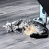 cat, tabby, sleeping, floor, wooden_floor, indoor, pet_bowl, water_bowl, relaxed, sunlight, fur, animal, domestic_cat, resting, cozy, home, gray, striped, cute, peaceful