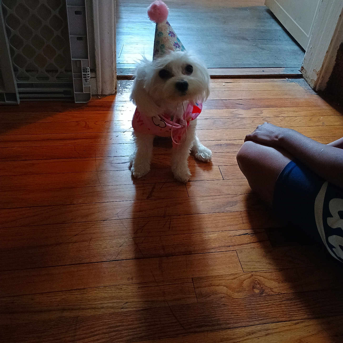 Brook joined the competition — help win amazing prizes! animal, casual, celebration, companion, cute, dog, doorway, floor, home, indoor, legs, party_hat, person, pet, pink_outfit, shadow, sitting, small_dog, white_dog, wooden_floor