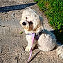 dog, white_dog, pet, leash, harness, outdoor, sunlight, grass, concrete, curious, cute, fluffy, small_dog, canine, nature, sidewalk, animal, daytime, companion, sitting