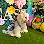 Brook is registered to the contest to win money with this photo: dog, white_dog, fluffy, plaid_dress, green_turf, easter_decorations, large_eggs, basket, carrot, yellow_chick, flowers, festive, indoor, pet, cute, small_dog, decorative, celebration, holiday, background_text