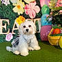 dog, white_dog, plaid_outfit, green_turf, easter, decorations, flowers, basket, eggs, stuffed_toys, cute, pet, spring, holiday, festive, fluffy, animal, indoors, colorful, portrait