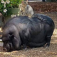 Charly a rejoint le concours — aidez-le/la à gagner de superbes lots ! animal, backyard, boar, cat, hippo, hog, jar, nature, outdoors, pet, pig, plant, planter, pottedplant, pottery, snout, soil, vase, yard, zoo