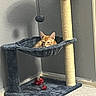 animal, carpet, cat, cat_condo, cat_tree, corner, feline, gray_furniture, green_ball, hammock, home, indoors, kitten, orange_cat, pet, portrait, red_toy, resting, scratching_post, toy