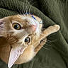 Cheese is registered to the contest to win money with this photo: animal, blanket, cat, close_up, curious, cute, fluffy, ginger_cat, green_eyes, indoor, large_eyes, lying_down, orange_fur, paw, pet, pink_nose, pointed_ears, portrait, upside_down, whiskers