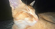 Cheese joined the competition — help win amazing prizes! animal, cat, close_up, closed_eyes, cute, dark_background, ears, feline, flash_photography, fur, ginger_fur, indoor, nose, orange_cat, pet, portrait, relaxed, resting, sleeping, whiskers