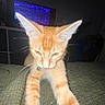Cheese joined the competition — help win amazing prizes! animal, blue_eyes, cat, close_up, couch, dim_lighting, ears, feline, flash_photography, fur, ginger_cat, indoors, kitten, living_room, orange_cat, pet, portrait, sitting, television, whiskers