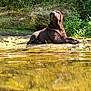 Ruby participe au concours pour gagner de l'argent avec cette photo : dog, outdoor, nature, water, riverbank, greenery, sunlight, reflection, animal, relaxing, canine, mammal, forest, wildlife, summer, daytime, resting, scenery, landscape, peaceful