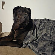 Ruby a rejoint le concours — aidez-le/la à gagner de superbes lots ! dog, black_dog, couch, blanket, gray_blanket, indoor, pet, relaxed, furniture, shadow, wall, home, cozy, resting, animal, canine, comfort, soft_texture, living_room, domestic