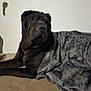 dog, black_dog, couch, blanket, gray_blanket, indoor, pet, relaxed, furniture, shadow, wall, home, cozy, resting, animal, canine, comfort, soft_texture, living_room, domestic