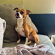 Tyler is registered to the contest to win money with this photo: dog, brown_dog, white_dog, pet, tongue_out, couch, blanket, indoor, cozy, home, fur, ears, sitting, comfortable, relaxed, cute, animal, companion, portrait, canine