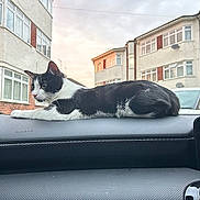 Koko is registered to the contest to win money with this photo: cat, dashboard, car_interior, black_and_white_cat, window, residential_buildings, evening_light, urban, pet, animal, feline, resting, side_view, calm, quiet, house, outdoor_view, vehicle, domestic_animal, relaxation