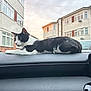 cat, dashboard, car_interior, black_and_white_cat, window, residential_buildings, evening_light, urban, pet, animal, feline, resting, side_view, calm, quiet, house, outdoor_view, vehicle, domestic_animal, relaxation