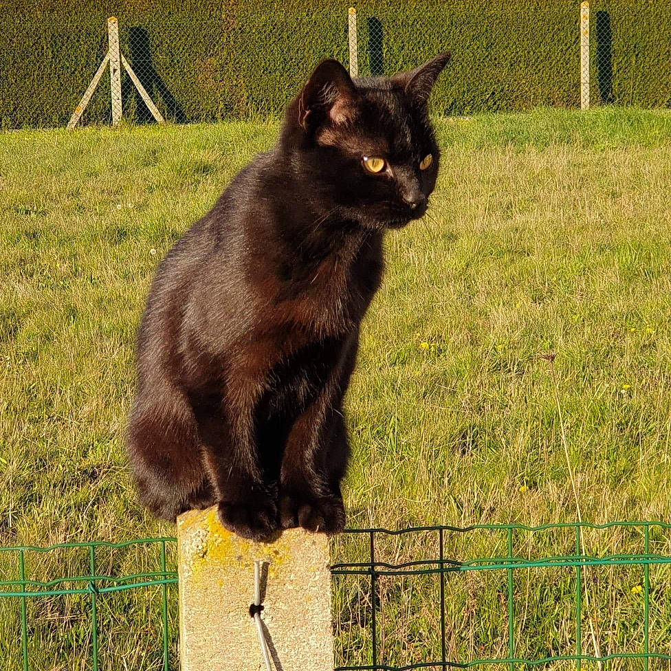 Pattenrond a rejoint le concours — aidez-le/la à gagner de superbes lots ! asian, black_cat, bombay, burmese, carnivore, cat, domestic_short_haired_cat, felidae, havana_brown, mammal, small_to_medium_sized_cats, tail, vertebrate, whiskers