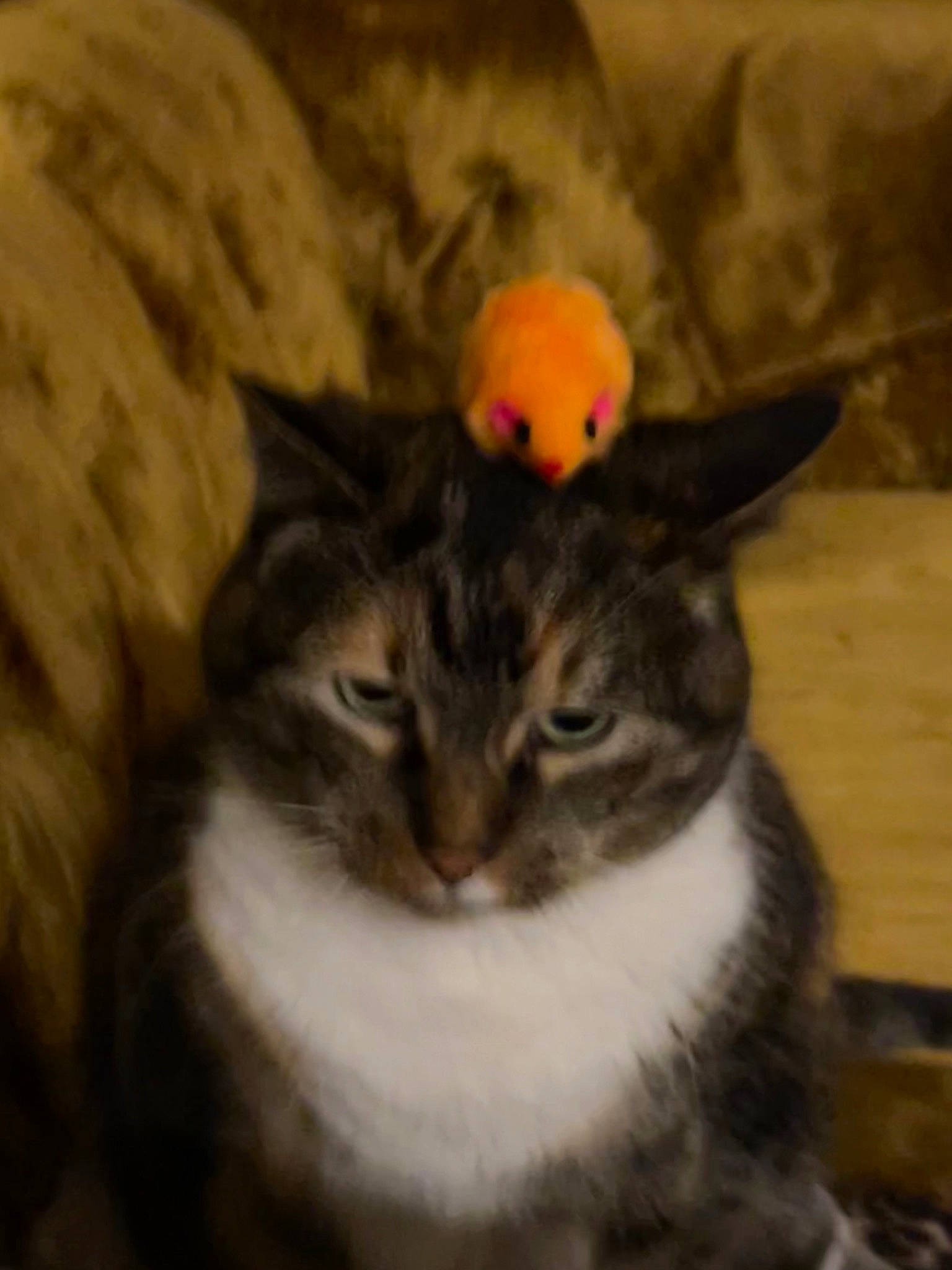 Mabel joined the competition — help win amazing prizes! art, carnivore, cat, domestic_short_haired_cat, felidae, fur, illustration, small_to_medium_sized_cats, snout, tail, terrestrial_animal, tree, whiskers, window