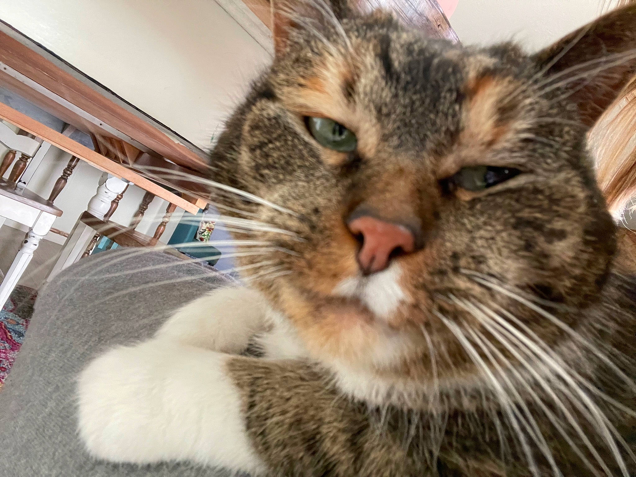 Mabel joined the competition — help win amazing prizes! carnivore, cat, claw, close_up, domestic_short_haired_cat, felidae, fur, paw, small_to_medium_sized_cats, snout, terrestrial_animal, whiskers