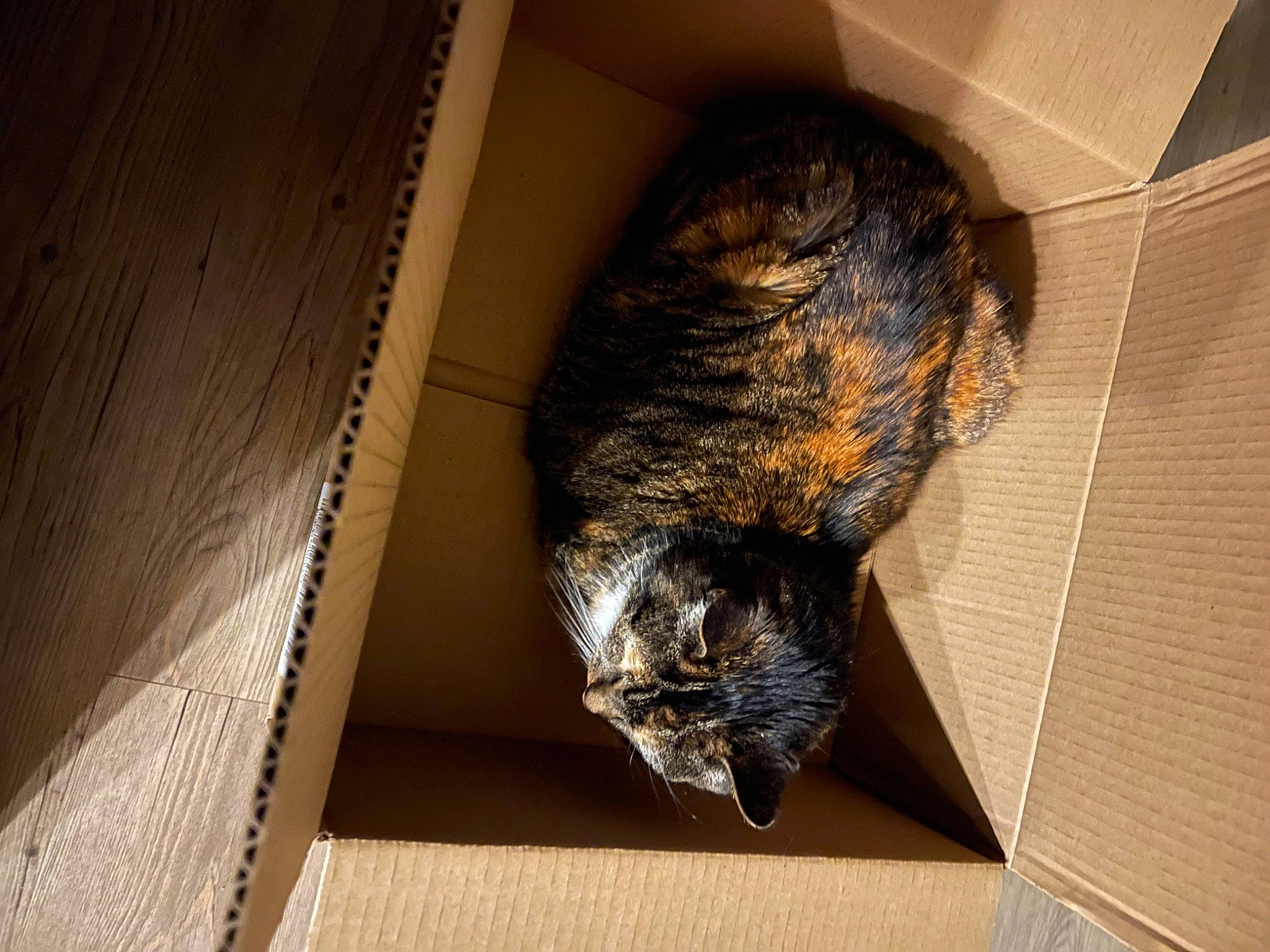 Mabel is registered to the contest to win money with this photo: canidae, carnivore, cat, claw, domestic_rabbit, domestic_short_haired_cat, felidae, flooring, fur, hardwood, rabbit, rabbits_and_hares, small_to_medium_sized_cats, snout, sporting_group, tail, terrestrial_animal, whiskers, wildlife, wood