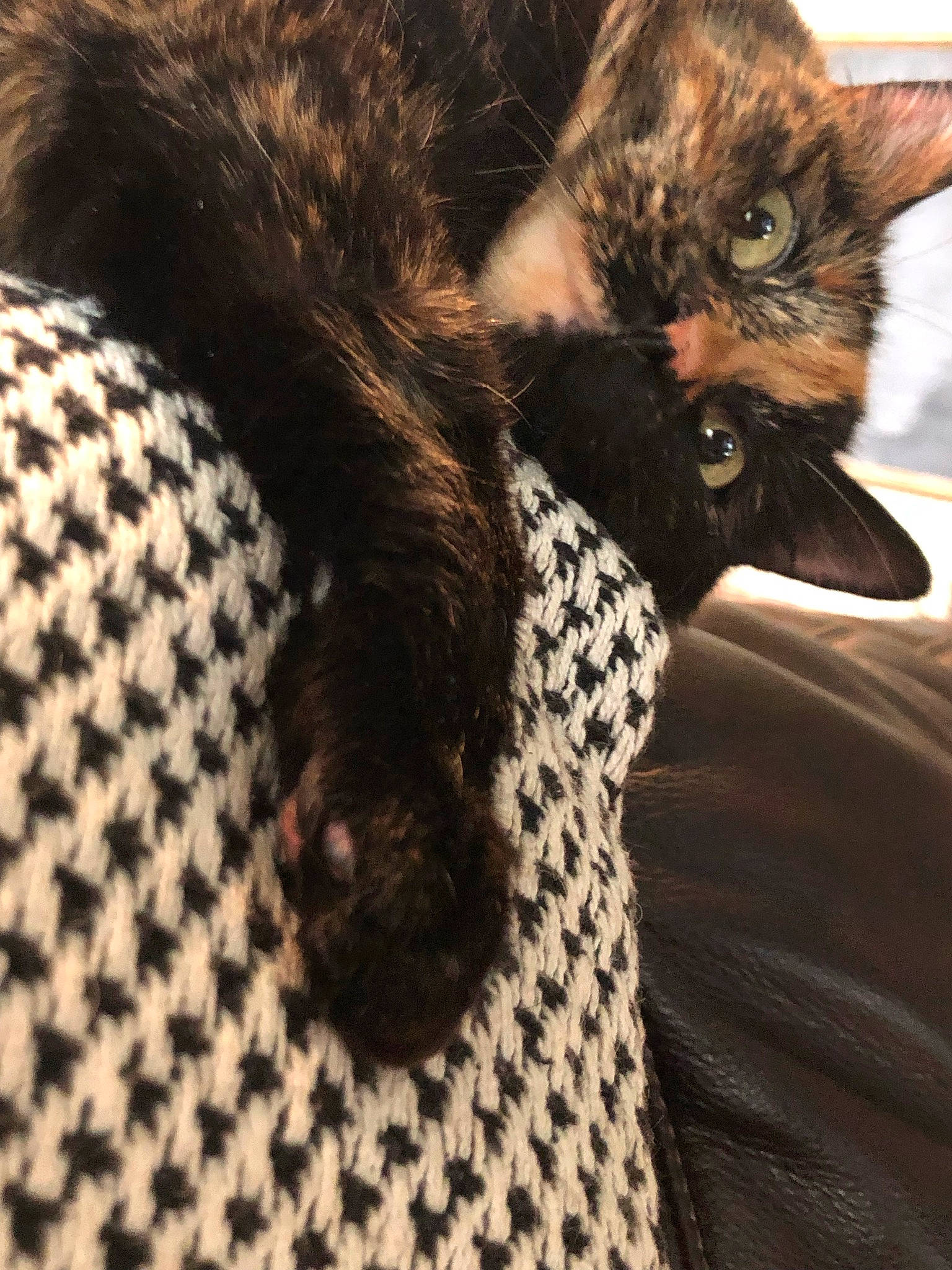 Jezebel is registered to the contest to win money with this photo: bombay, brown, carnivore, cat, claw, comfort, domestic_short_haired_cat, felidae, fur, nap, pattern, paw, small_to_medium_sized_cats, snout, tail, terrestrial_animal, whiskers, wildlife, woven_fabric