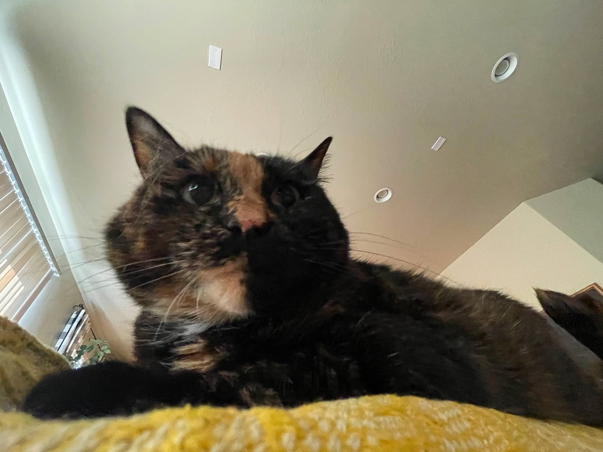 Jezebel joined the competition — help win amazing prizes! carnivore, cat, cat_supply, claw, comfort, domestic_short_haired_cat, felidae, fur, room, small_to_medium_sized_cats, snout, whiskers, window