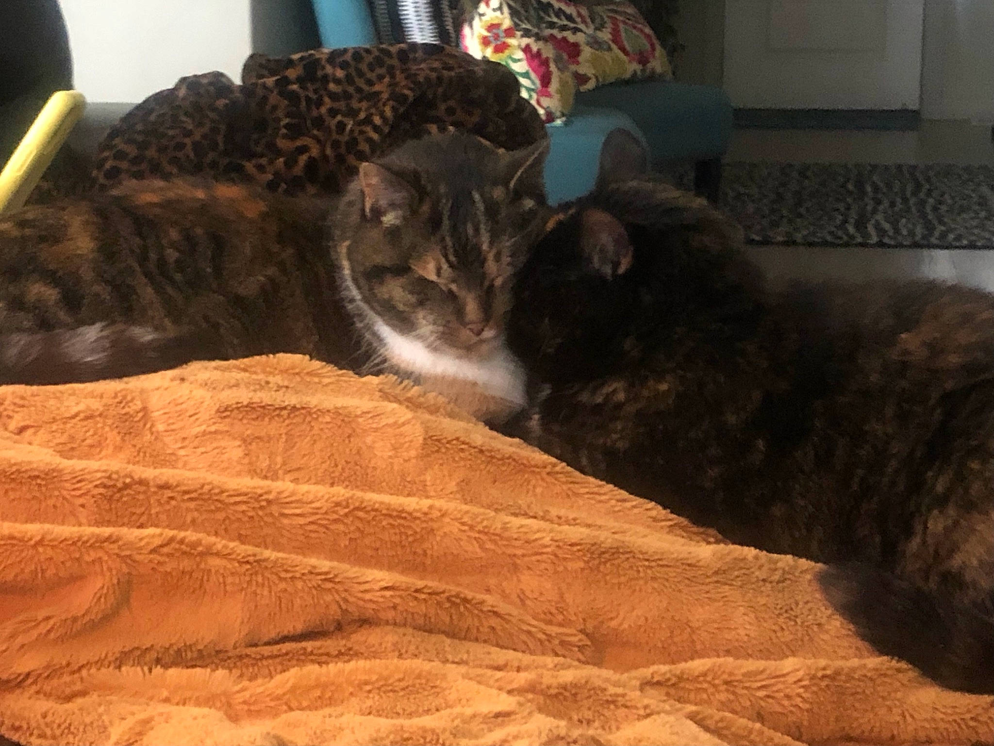 Jezebel joined the competition — help win amazing prizes! bedding, brown, carnivore, cat, comfort, computer_keyboard, domestic_short_haired_cat, felidae, flooring, fur, hardwood, linens, nap, room, small_to_medium_sized_cats, snout, tail, terrestrial_animal, whiskers, wood