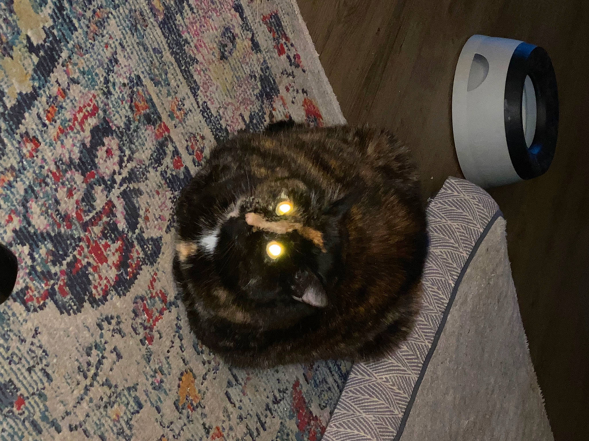 Jezebel joined the competition — help win amazing prizes! audio_equipment, carnivore, cat, comfort, dog_breed, domestic_short_haired_cat, felidae, fur, grey, household_supply, output_device, paper_towel, small_to_medium_sized_cats, snout, tail, terrestrial_animal, toilet_paper, toilet_seat, whiskers, wood