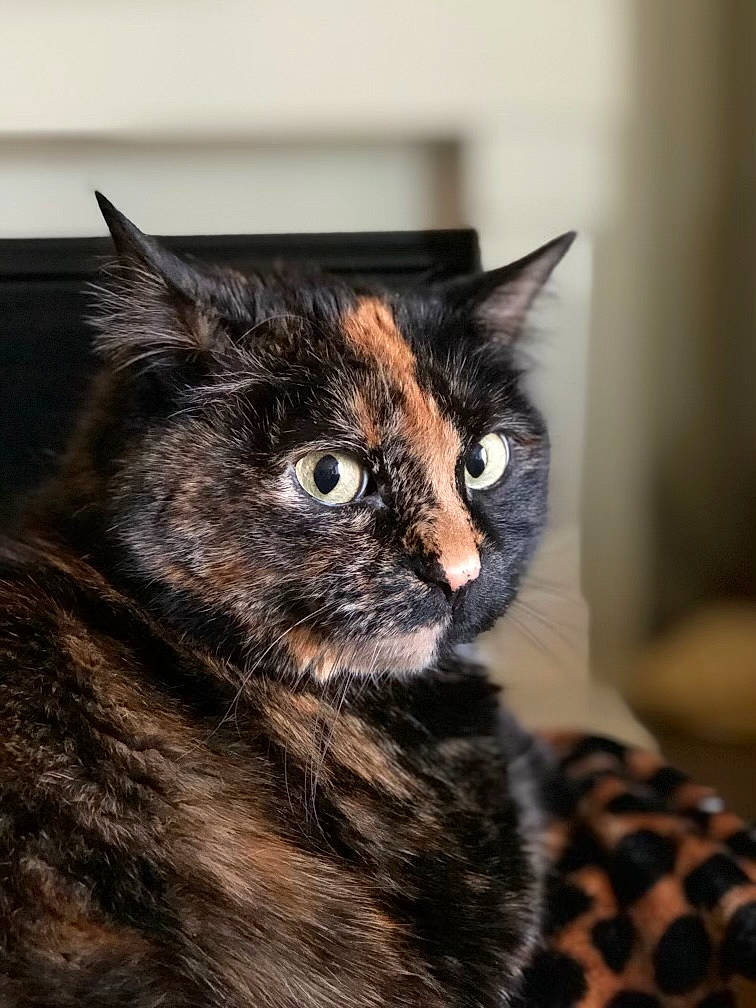 Jezebel joined the competition — help win amazing prizes! carnivore, cat, claw, close_up, collar, domestic_short_haired_cat, ear, eye, felidae, fur, small_to_medium_sized_cats, snout, terrestrial_animal, whiskers, wildlife, window