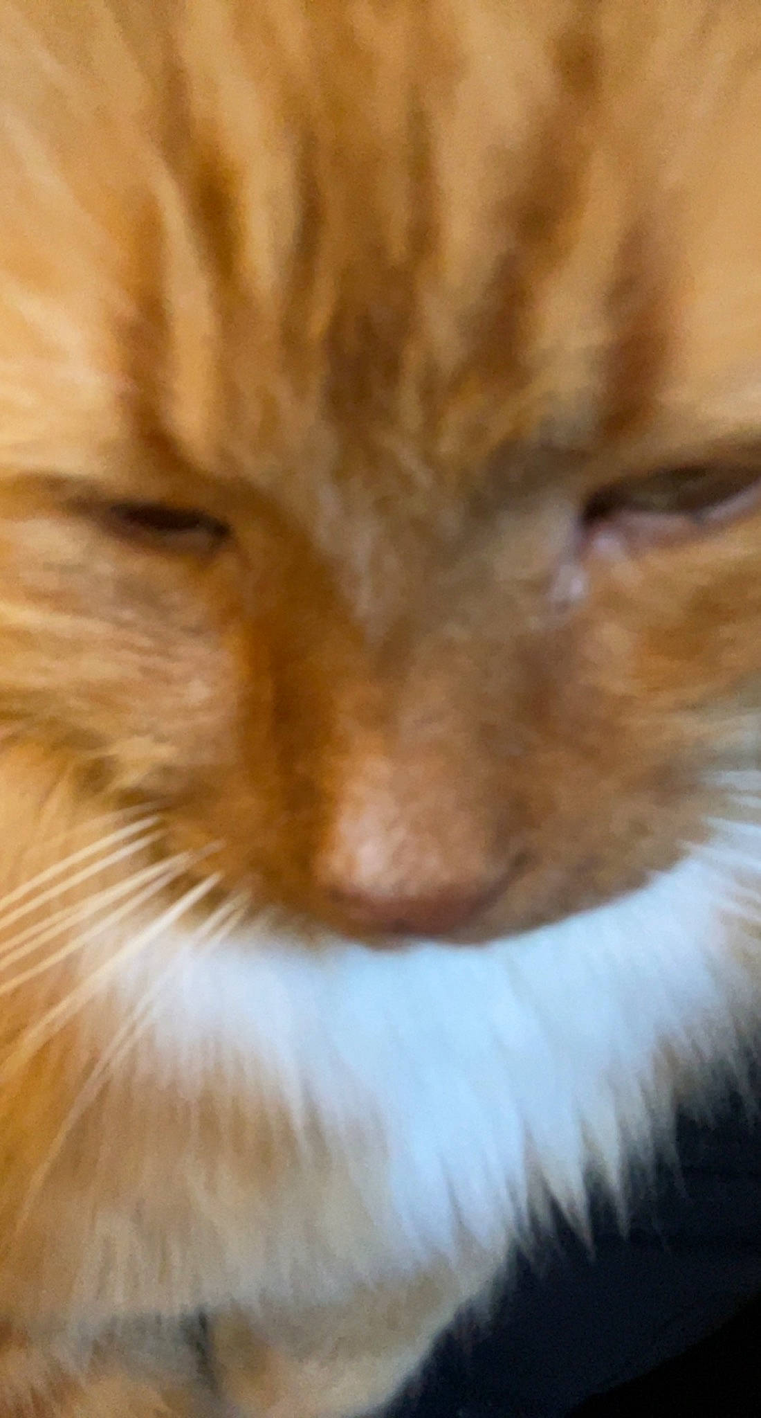 Pepper is registered to the contest to win money with this photo: carnivore, cat, fawn, felidae, fur, small_to_medium_sized_cats, snout, tail, terrestrial_animal, whiskers