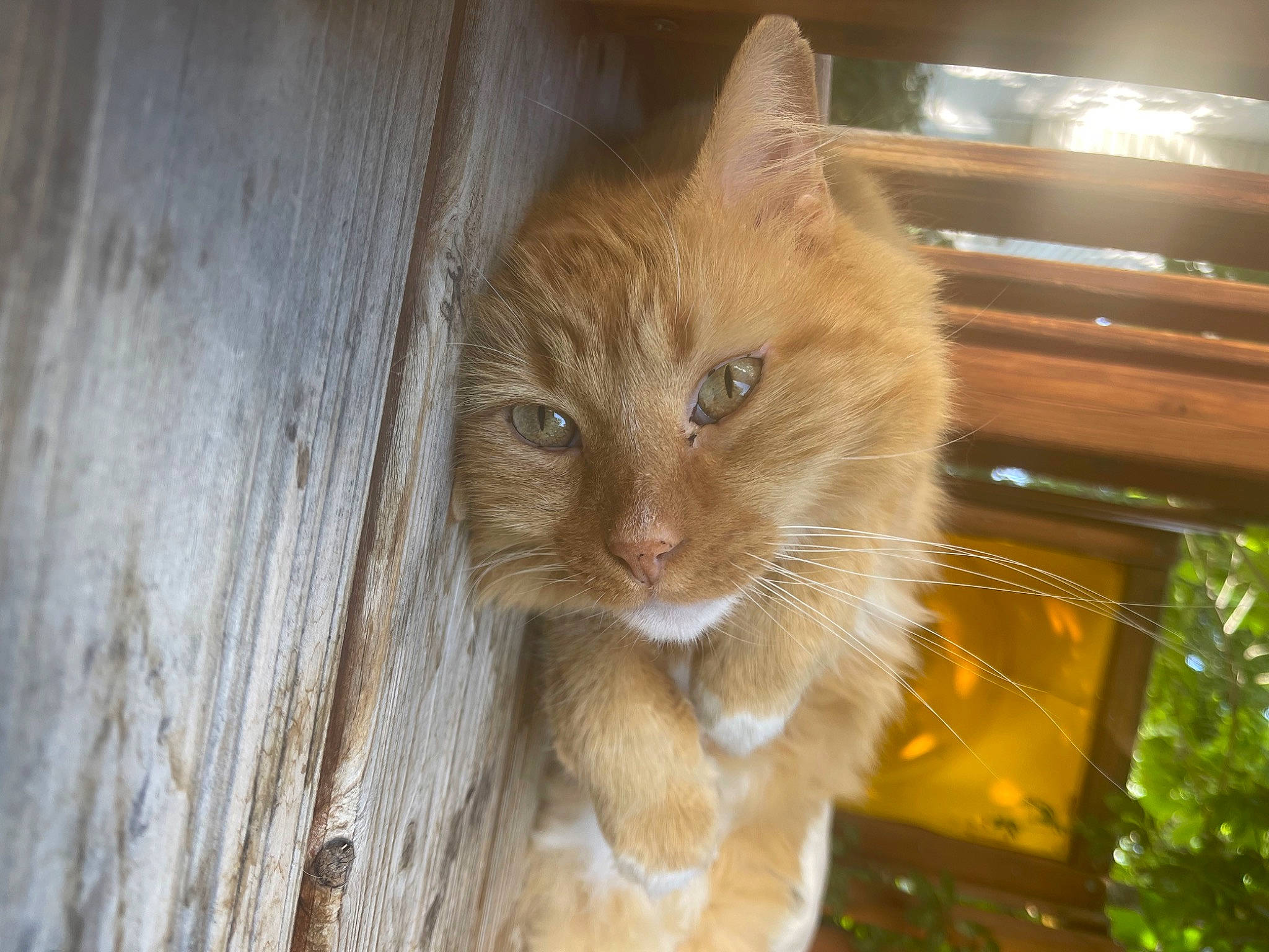 Pepper is registered to the contest to win money with this photo: carnivore, cat, claw, domestic_short_haired_cat, fawn, felidae, flooring, fur, grass, hardwood, plank, plywood, sitting, small_to_medium_sized_cats, snout, tail, tree, whiskers, wood, wood_stain