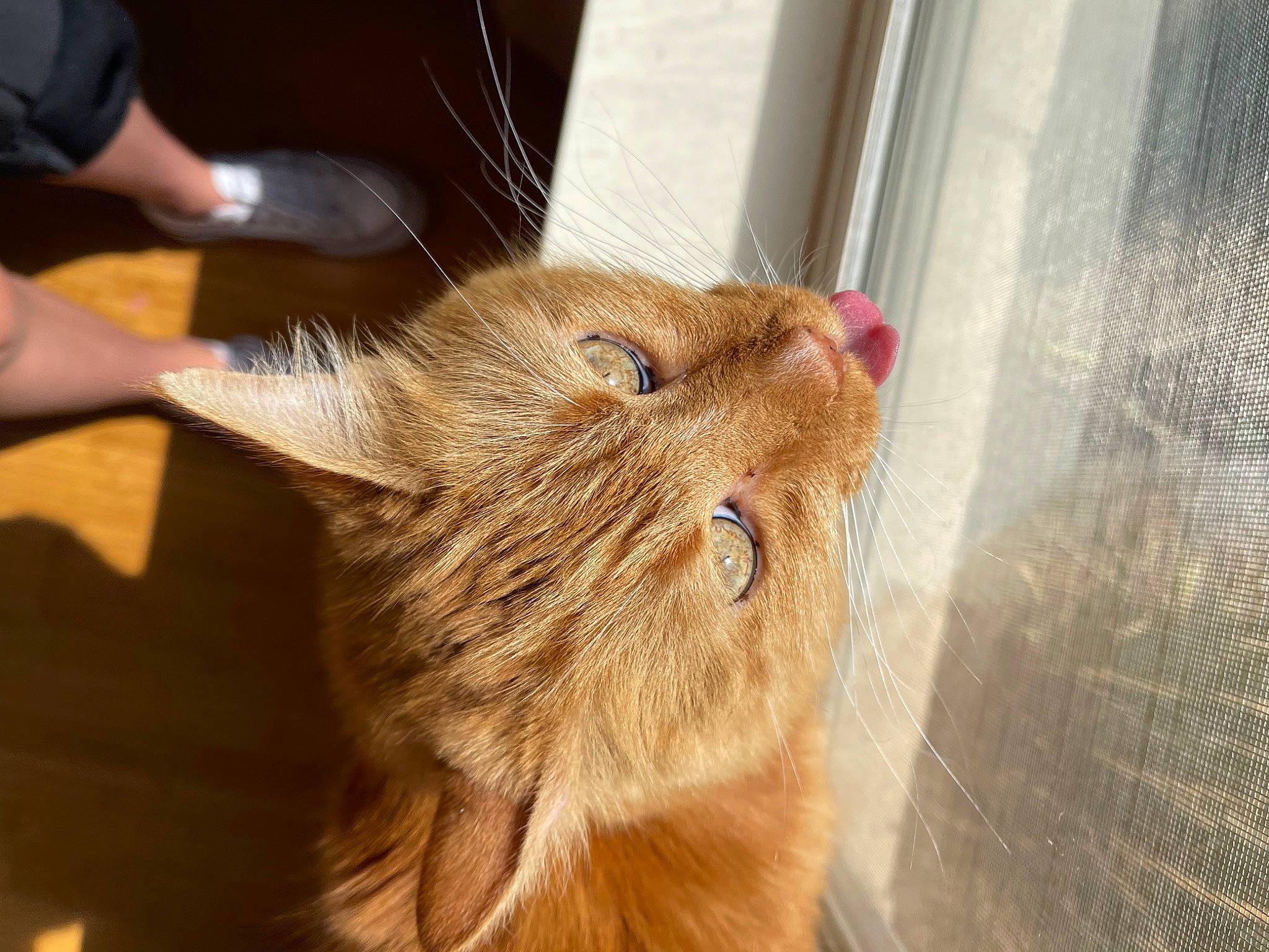 Pepper joined the competition — help win amazing prizes! carnivore, cat, claw, domestic_short_haired_cat, fawn, felidae, flooring, fur, hardwood, small_to_medium_sized_cats, snout, tail, whiskers, wildlife, wood